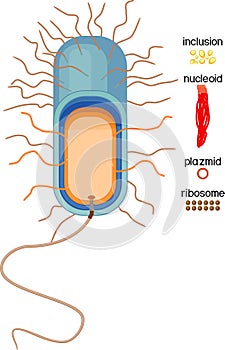 Educational game: assembling bacterial cell from ready-made components in form of stickers photo